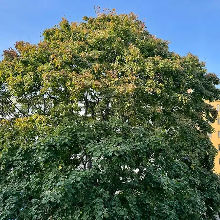 Cozy & Peaceful Kallio Near Everything ヘルシンキ